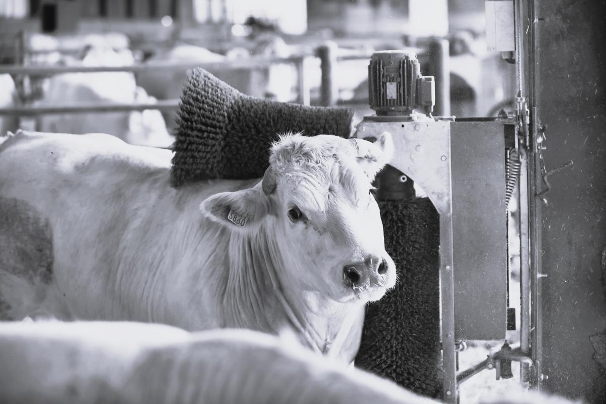 _THI2949 - Copie.JPG